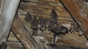 Wildlife Exclusion