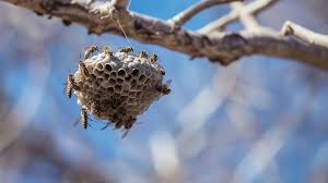 Stinging Insects